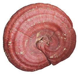 《漫威争锋》封闭B测7月24日开启 支持跨平台联机